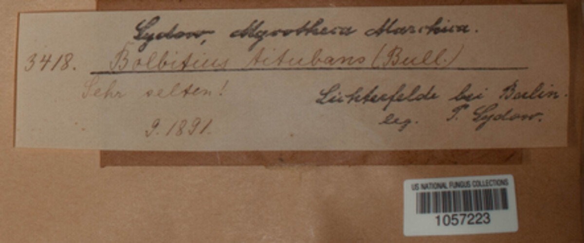 Bolbitius titubans image